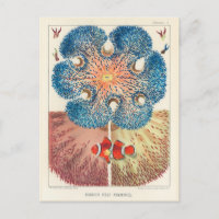 Vintages Riff Anemones Carol Fish