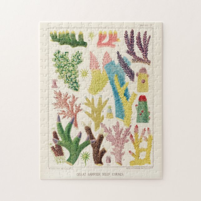 Vintages Riff der australischen Korallen (Vertikal)