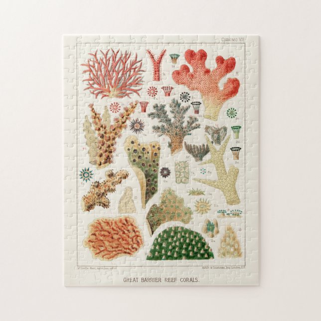Vintages Riff der australischen Korallen (Vertikal)