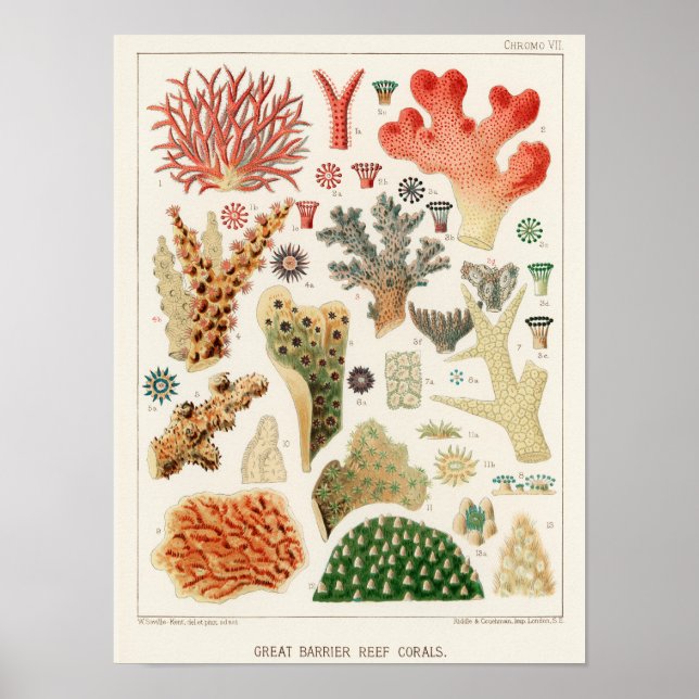 Vintages Riff der australischen Korallen Poster (Vorne)