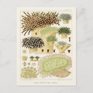 Vintages Riff der australischen Korallen Postkarte