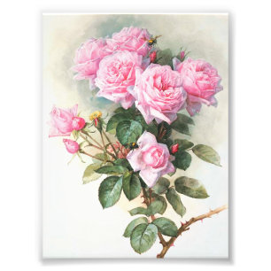 Vintages rosa Rosen-Malen Fotodruck