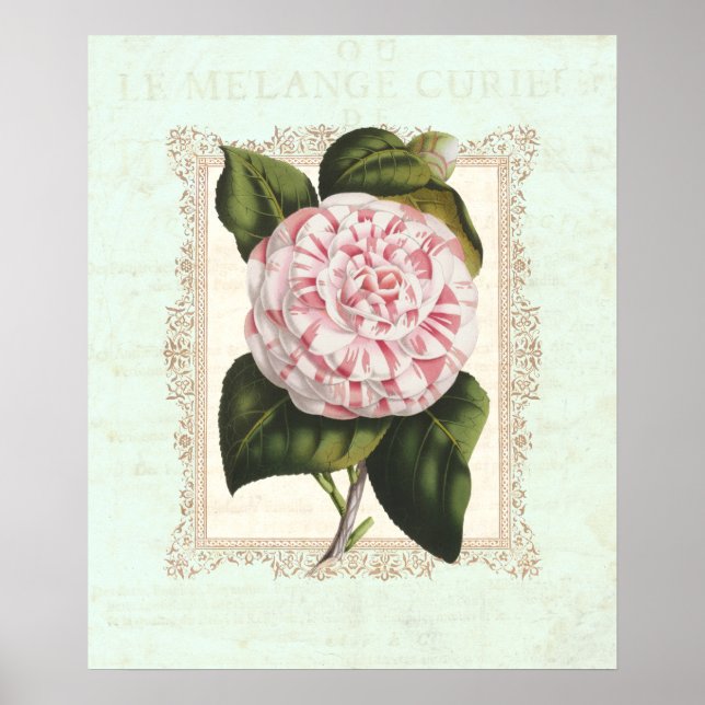 Vintages Rosa und Weiß Poster (Vorne)