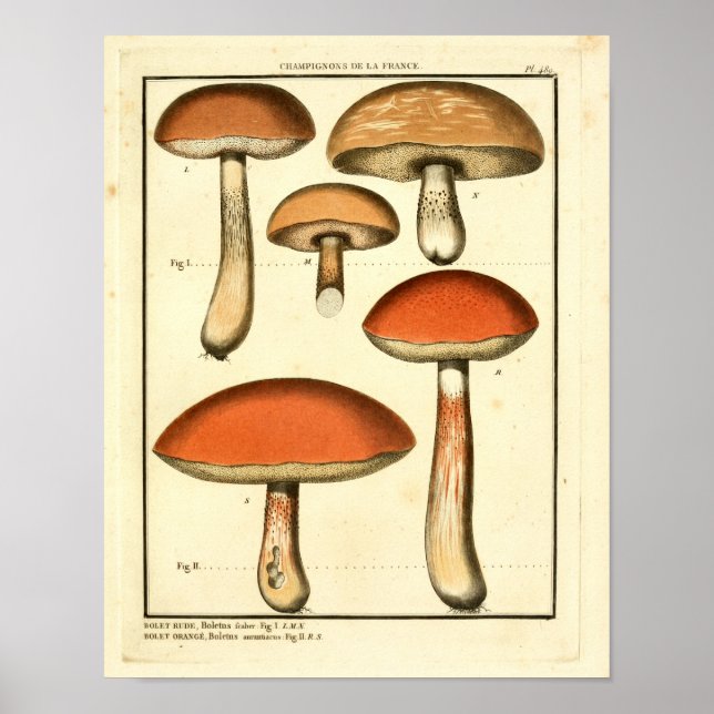 Vintages Rotes Orange Pilze Französische Kunst Poster (Vorne)