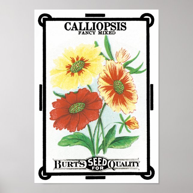 Vintages Saatgut Art, Calliopsis Garden Blume Poster (Vorne)