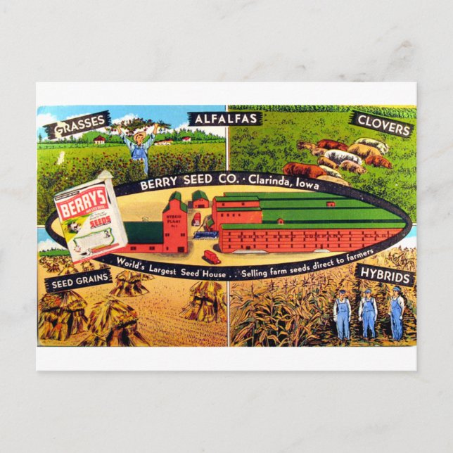 Vintages Saatgut Postkarte (Vorderseite)