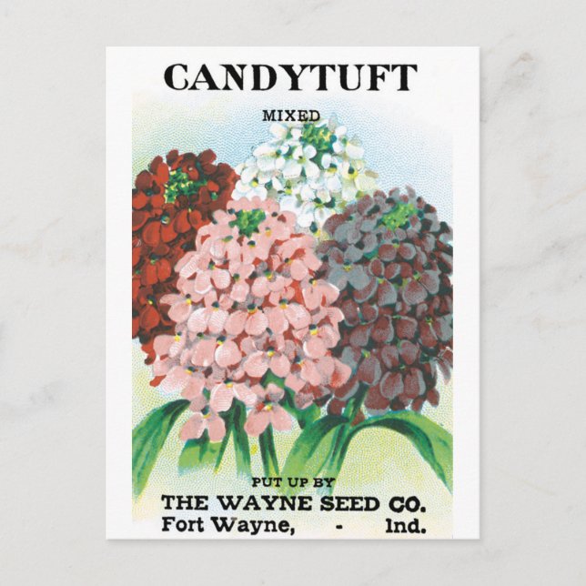 Vintages Saatgutpaket Kunst, Candytuft Garden Blum Postkarte (Vorderseite)