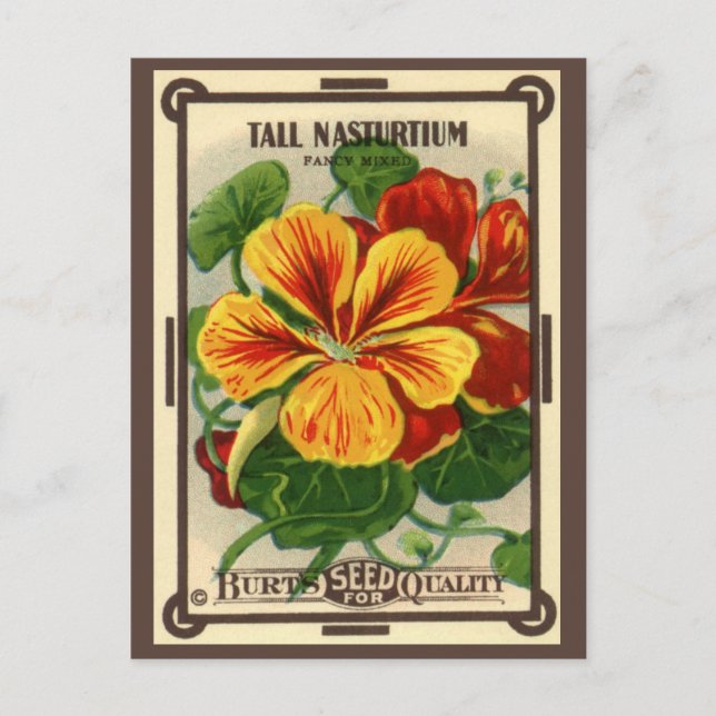 Vintages Saatgutverpackungslabel Art, Nasturtium-B Postkarte (Vorderseite)
