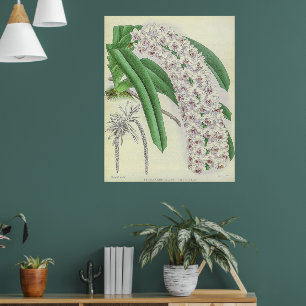 Vintages Saccolabium Blumei Orchid Blume Poster