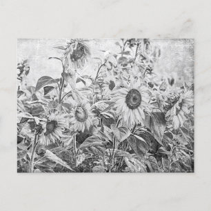 Vintages Schwarz-Weiß-Sonnenblumenfeld Postkarte
