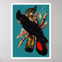 Vintages Schwarzes Cockatoo | Elizabeth Gould 1800