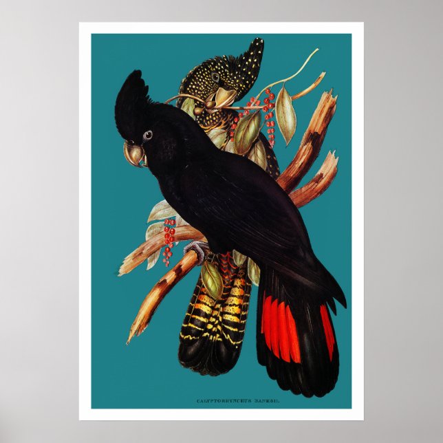 Vintages Schwarzes Cockatoo | Elizabeth Gould 1800 Poster (Vorne)