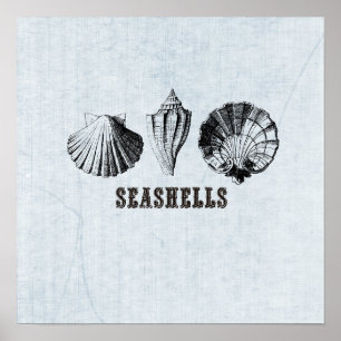 Vintages Seashells Illustration Poster