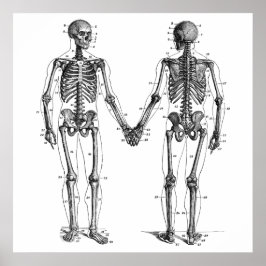 Vintages Skelettdiagramm mit nummerierten Knochen Poster