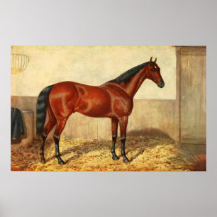 Vintages Stabled Pferd Illustration (1905) Poster