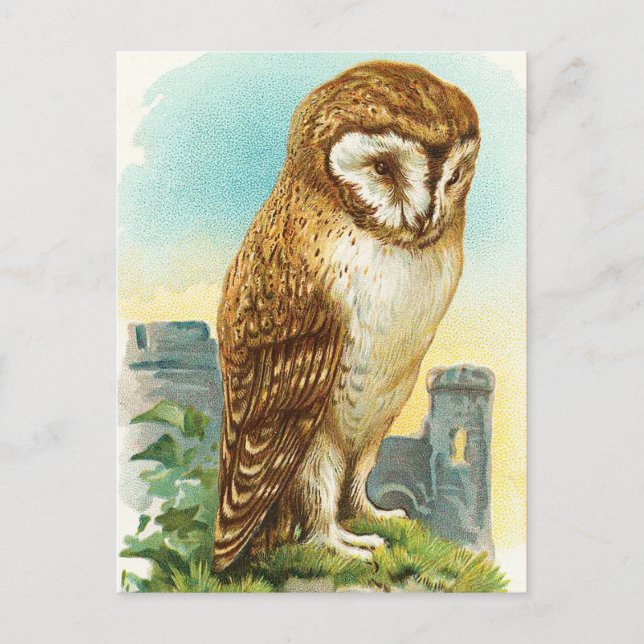 Vintages Stallhuhn Postkarte (Vorderseite)