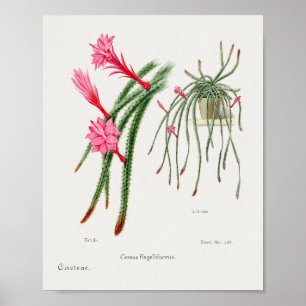Vintages Sukkulent Illustrations-Poster Poster
