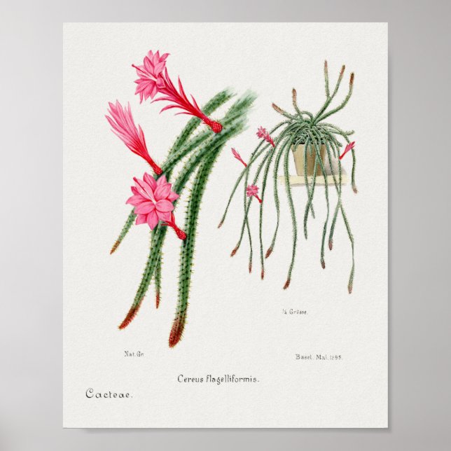 Vintages Sukkulent Illustrations-Poster Poster (Vorne)