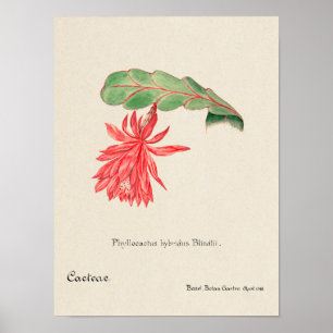 Vintages Sukkulent Illustrations-Poster Poster