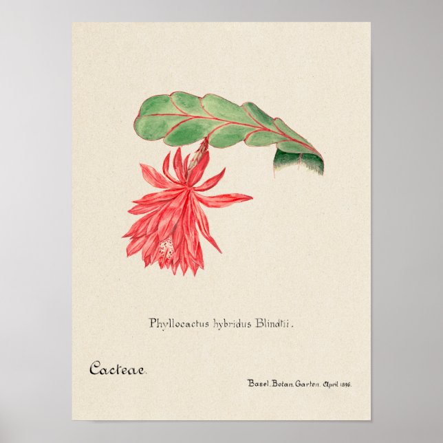 Vintages Sukkulent Illustrations-Poster Poster (Vorne)