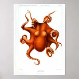 Vintages Tierposter - Octopus Poster