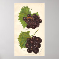 Vintages Traubenposter