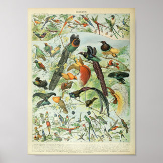 Vintages Tropenwald-Vogelposter Poster