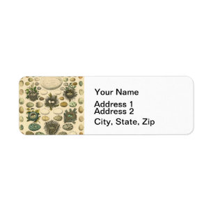 Vintages Vogeleier Nest Malereieier