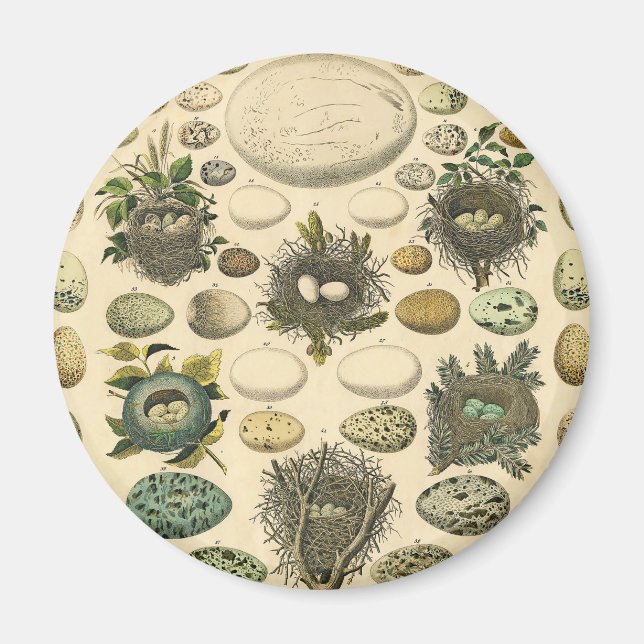 Vintages Vogeleier Nest Malereieier Magnet (Vorne)
