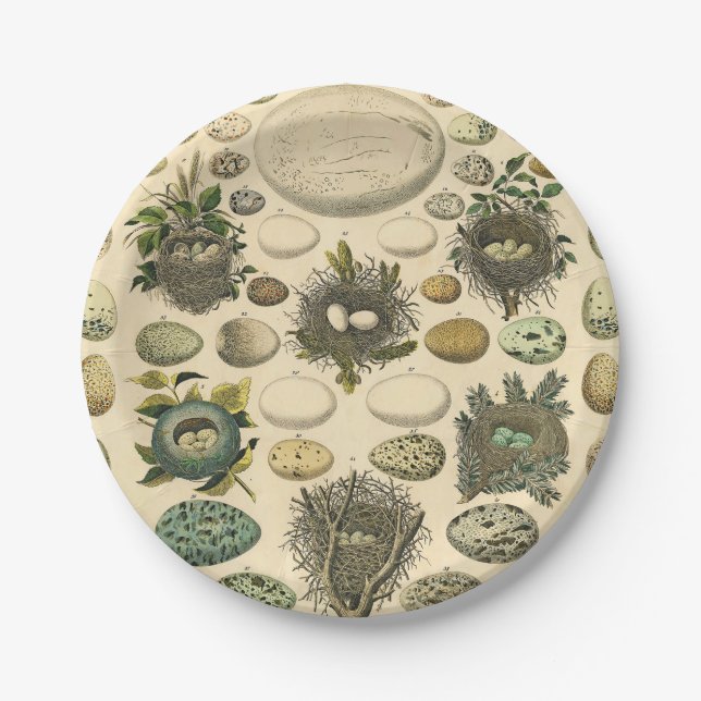 Vintages Vogeleier Nest Malereieier Pappteller (Vorderseite)