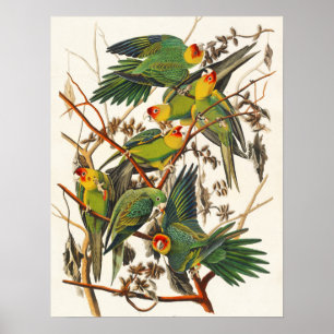Vintages Vogelposter an der Wand Poster