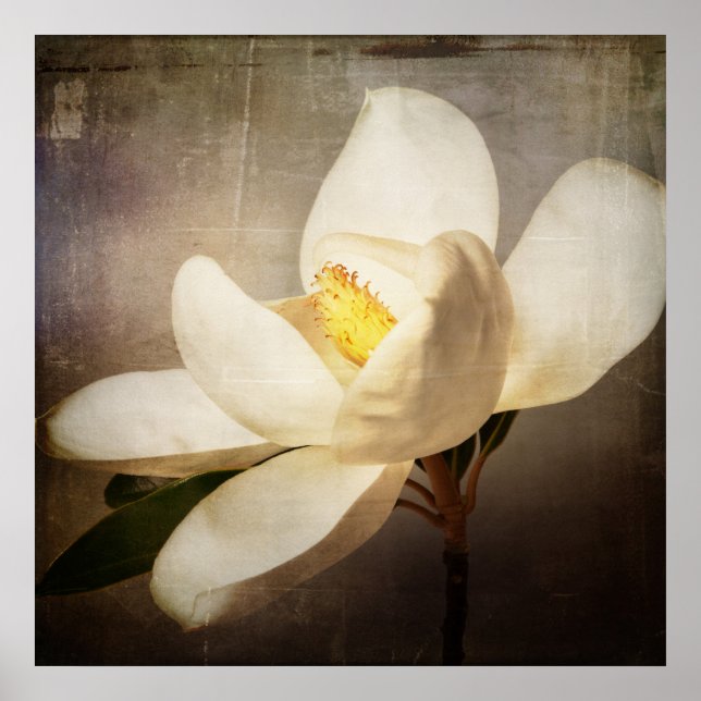 Vintages Weißes Magnolia Bäume Blume Braun Poster (Vorne)