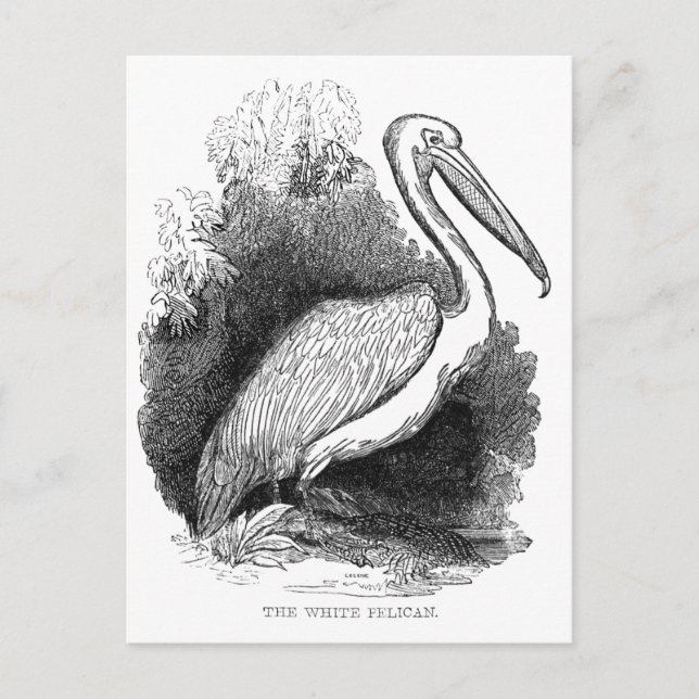 Vintages Weißpelikan Postkarte (Vorderseite)