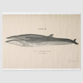 Vintages Whale Script Ephemera Decoupage Nautic Seidenpapier