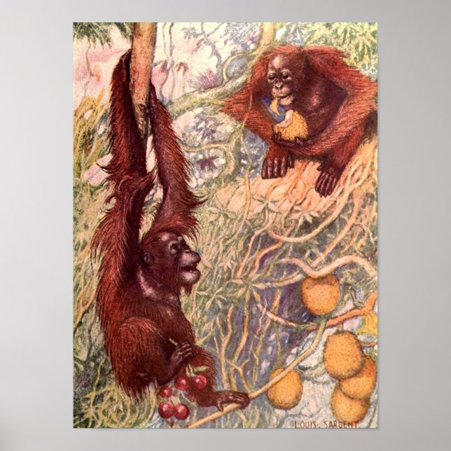 Vintages Wildtier, Orangutans von Louis Sargent Poster (Vorne)