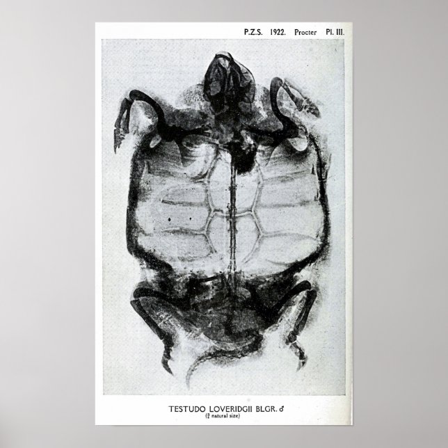 Vintages X-Ray der Schildkröte Poster (Vorne)