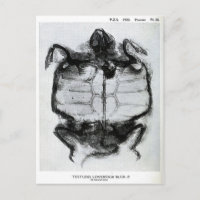 Vintages X-Ray der Schildkröte