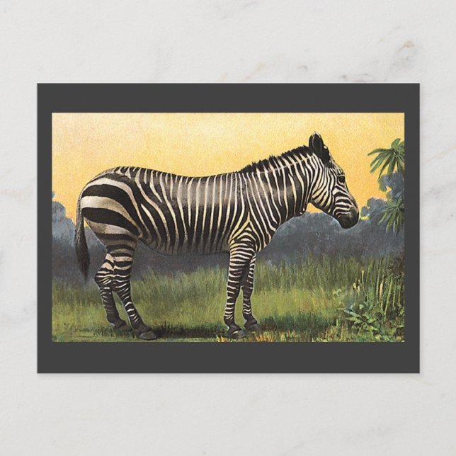 Vintages Zebra in der afrikanischen Savannah, Wild Postkarte (Vorderseite)