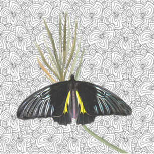 Vinyl Aufkleber mit Butterfly & BW Hintergrund