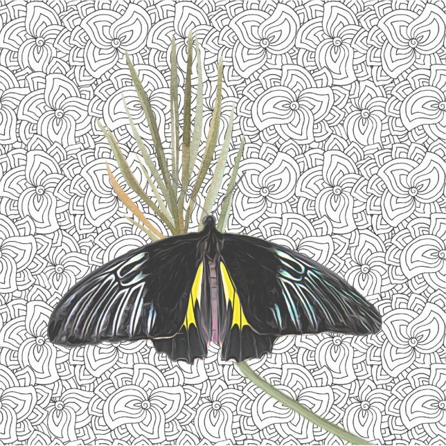 Vinyl Aufkleber mit Butterfly & BW Hintergrund (Vorderseite)