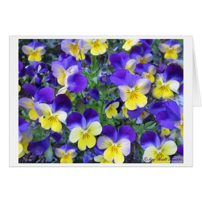 Viola cornuta (Vorderseite (Horizontal))