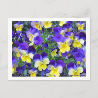 Viola cornuta postkarte