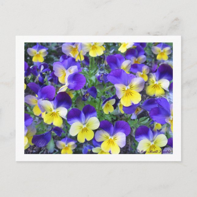 Viola cornuta postkarte (Vorderseite)