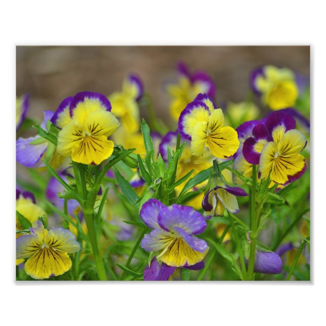 Viola Foto Print (Vorne)