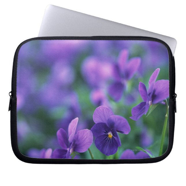 Viola Laptopschutzhülle (Vorderseite)