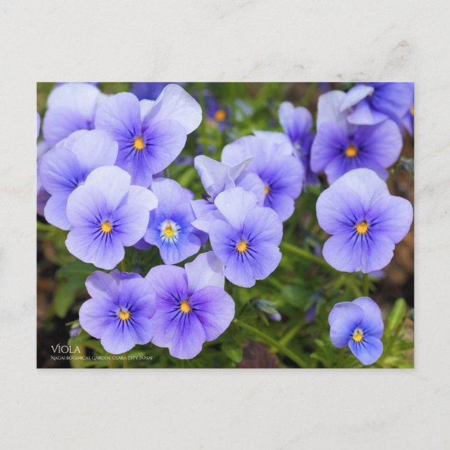 Viola:Postcard Postkarte (Vorderseite)