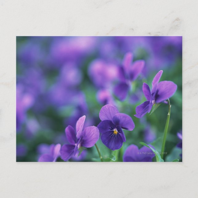 Viola Postkarte (Vorderseite)