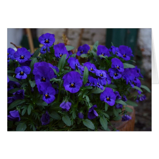 Viola sortrockiana (Devant horizontal)