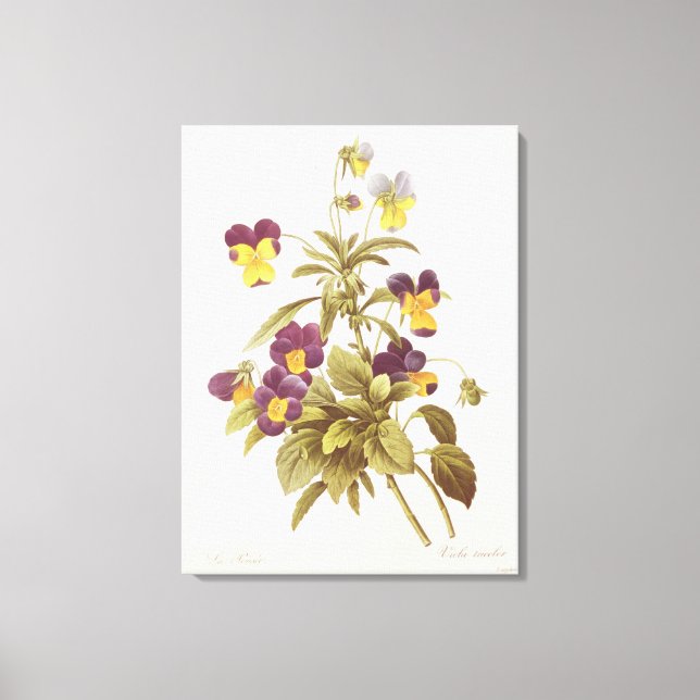 Viola Tricolor Leinwanddruck (Vorderseite)