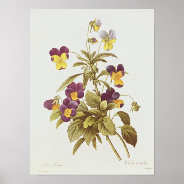 Viola Tricolor Poster (Vorne)
